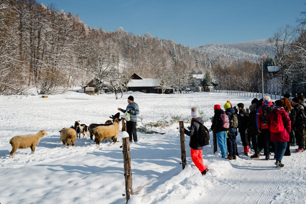 Zimowy spacer z owcami